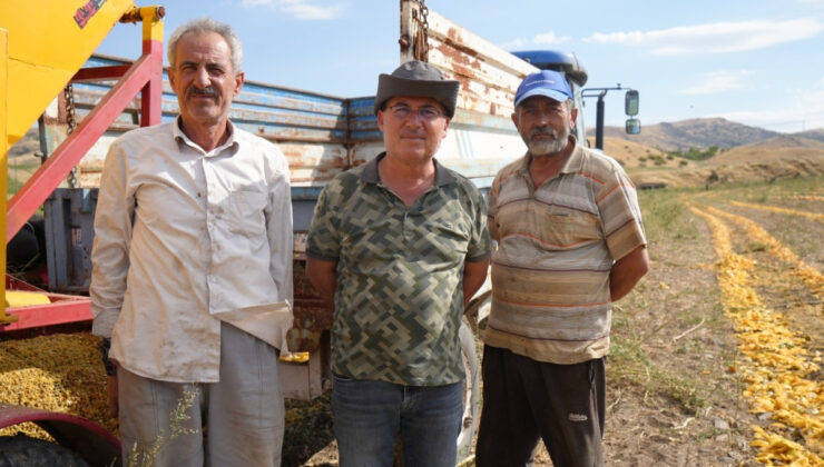 Ankara’da kabak çekirdeği üreticileri hasat döneminde işçi bulamıyor