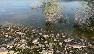 Ayvacık Barajı’nda toplu balık ölümleri: Numune alındı