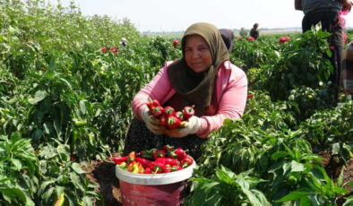 Bafra Ovası’nda ‘kırmızı elmas’ hasadı başladı!