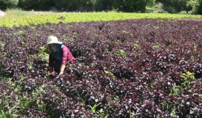 Bin rakımda yetişiyor: Müşterisi bir yıl önceden hazır! Kilosu 600 liradan yok satıyor