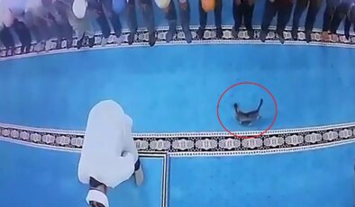 Camide kediye tekme atan kişi gözaltına alındı