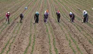 Çiftçilere 1,3 milyar liralık destek ödemesi