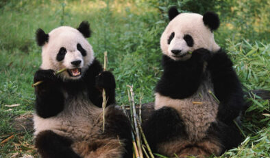 Çin’den ABD’ye ‘dostluk’ hediyesi: İki panda yola çıktı