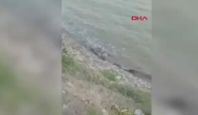 Diyarbakır Pamukçay Barajı’nda toplu balık ölümü: İnceleme başlatıldı