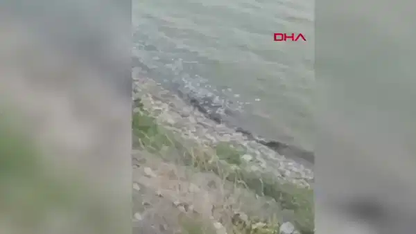 Diyarbakır Pamukçay Barajı’nda toplu balık ölümü: İnceleme başlatıldı