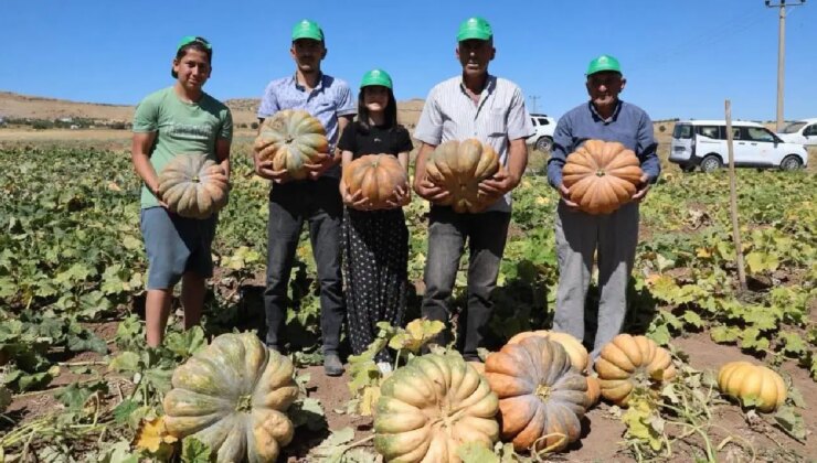 Elazığ’da tarlalar turuncuya boyandı: Geçen yılı geride bırakan bereket!
