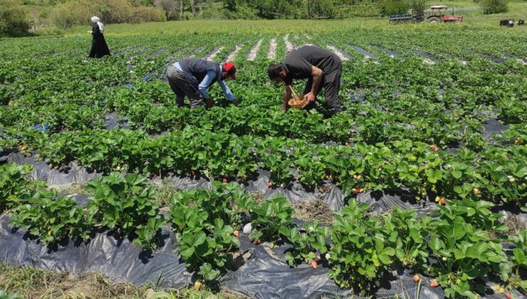 Ezber bozan kadın girişimci Patnos’ta mucize yarattı: Tarladan kırmızı bereket fışkırdı!