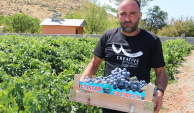 Fiyatı yarı yarıya düştü! Erzincan’da 4 bin tonluk hasat…
