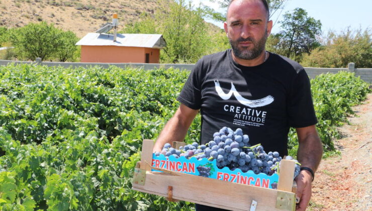 Fiyatı yarı yarıya düştü! Erzincan’da 4 bin tonluk hasat…