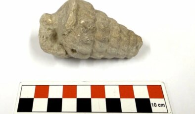 Gastropoda nedir? Gastropoda fosili ne demek? Tetis Denizi nerede?