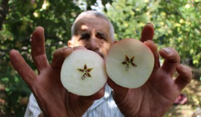 Geçen yıl mumla aranıyordu, şimdi dala sığmıyor: Kilosu 10 lira!