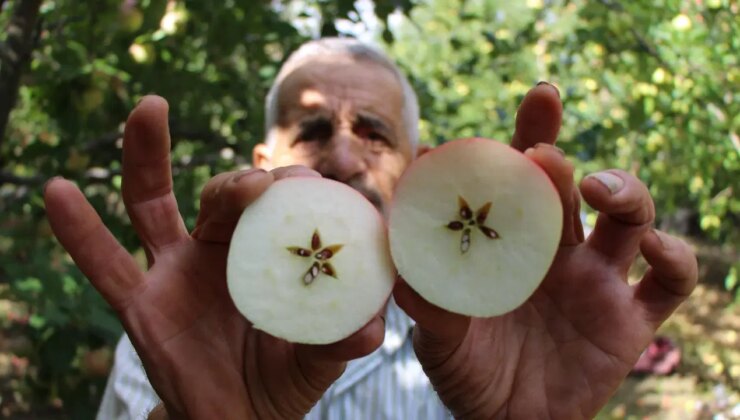 Geçen yıl mumla aranıyordu, şimdi dala sığmıyor: Kilosu 10 lira!