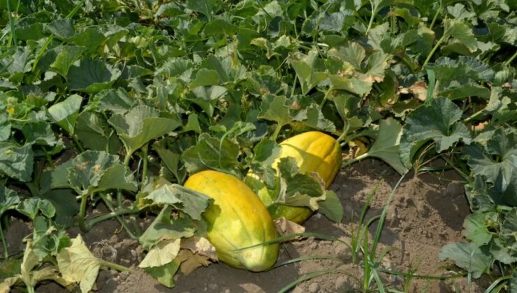 Hale gitmeden tarlada bitiyor: Aromasını bozmamak için su bile vermiyorlar…