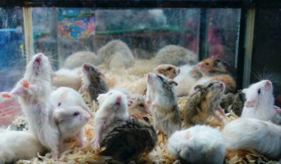 Hamsterları öldürüp ‘eğlenmek’ istediler: Yazışmalar ortaya çıktı