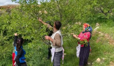 Hobi olarak başladı, 10 ton rekolte bekliyor