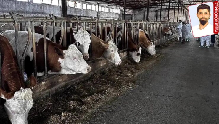 İzmir’deki hayvan pazarında şap alarmı: ‘Hareketler durdurulmalı’