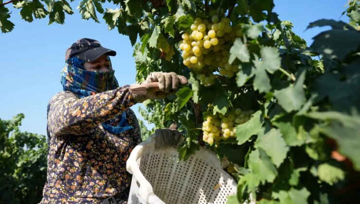 İznik gölü kıyısında yetişiyor: Çekirdeği için yeniyor…