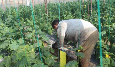 Kahramanmaraş’ta hasat başladı: Tarlada 30, Markette 60 lira!