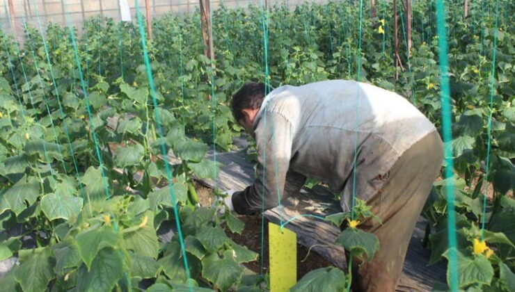Kahramanmaraş’ta hasat başladı: Tarlada 30, Markette 60 lira!