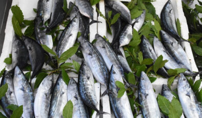 Karadeniz’de yeni sezon palamut bereketiyle başladı