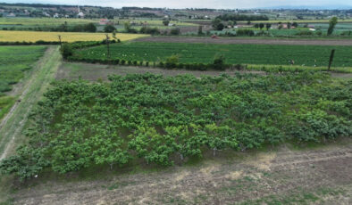 Karadeniz’in yerel incirleri geleceğe taşınıyor