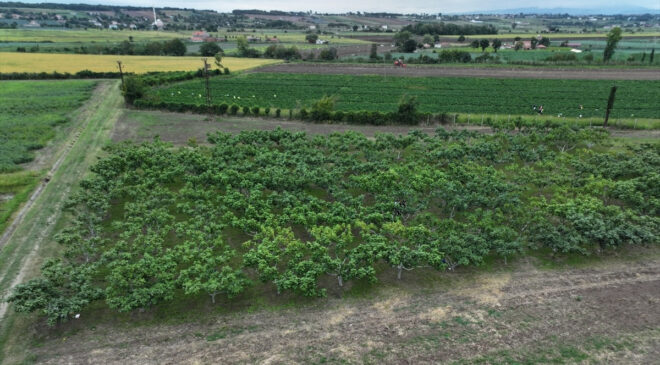 Karadeniz’in yerel incirleri geleceğe taşınıyor