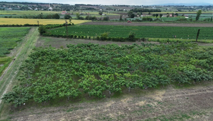 Karadeniz’in yerel incirleri geleceğe taşınıyor