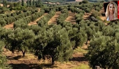 Kızılay’ın Ayvalık’taki zeytinlik satışına tepki: Şube yönetimi istifa etti