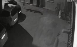 Korkunç anlar kamerada: Sahibi köpeğe tekme attı, sürükledi