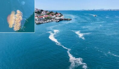 Marmara Denizi’nde ‘sahanda yumurta’ denizanası görüntülendi