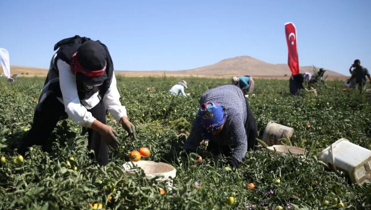 Nemrut Dağı eteklerinde hasat ediliyor: 600 dekarlık alanda yetişiyor…