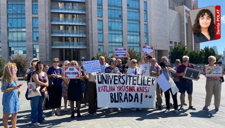 Okmeydanı Anadolu Parkı’nda 9 kedi öldürüldü: ‘Bu katliamın hesabını sorun’