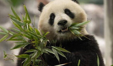 Panda diplomasisi geri döndü: Çin, ABD’ye iki panda gönderiyor