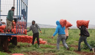 Polatlı Ovasında hasat başladı: Ekiliş alanı 75 bin dekardan 25 bine geriledi!