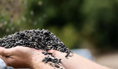Son yılların en çok ekilen ürünü oldu: 8 bin tonluk ‘çerezlik’ hasat başladı