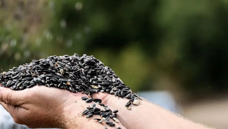 Son yılların en çok ekilen ürünü oldu: 8 bin tonluk ‘çerezlik’ hasat başladı