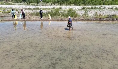 Su çekilmeden girilemiyor: Türk mutfağının vazgeçilmezinde 40 günlük dev mesai başladı