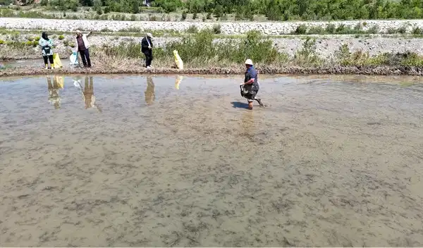 Su çekilmeden girilemiyor: Türk mutfağının vazgeçilmezinde 40 günlük dev mesai başladı