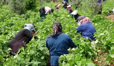 Tarladan tane tane ayıklanıp geliyor: Türk mutfağının vazgeçilmezinde zorlu hasat başladı