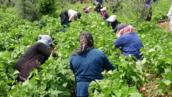 Tarladan tane tane ayıklanıp geliyor: Türk mutfağının vazgeçilmezinde zorlu hasat başladı