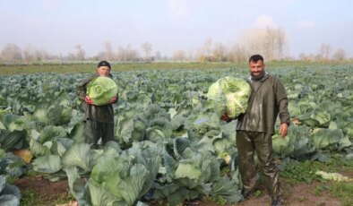 Tüccarlar tarlaya akın etti: 300 bin tonluk ‘beyaz altın’ bereketi! Tanesi 60 TL…