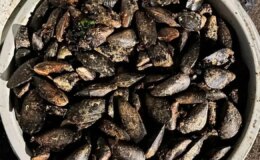 Yurttaşlara yedireceklerdi: Durdurulan araçta 650 kilo bozuk midye ele geçirildi