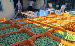 Zeytin üreticilerinden fiyatlara tepki: ‘Maliyetler katlandı, alım fiyatı düştü’