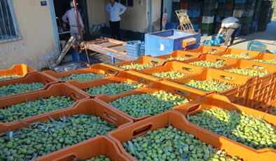 Zeytin üreticilerinden fiyatlara tepki: ‘Maliyetler katlandı, alım fiyatı düştü’