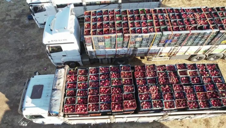 600 rakımda yetişiyor: Kilosu tarlada 70 lira