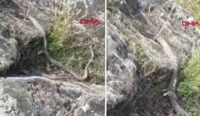 Aksaray’da doğa yürüyüşünde 3 metrelik dev yılanla karşılaştı: O anlar kamerada