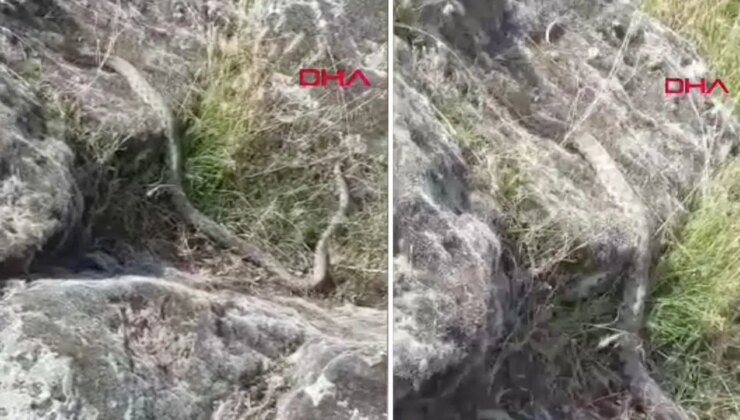 Aksaray’da doğa yürüyüşünde 3 metrelik dev yılanla karşılaştı: O anlar kamerada