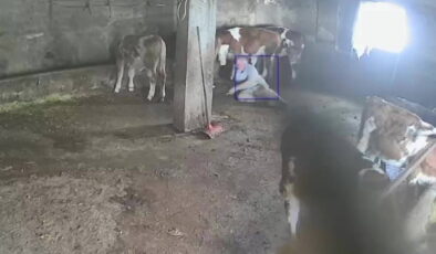 Amasya’da sevmek istediği ineğin tekmesiyle yere düştü: O anlar kamerada