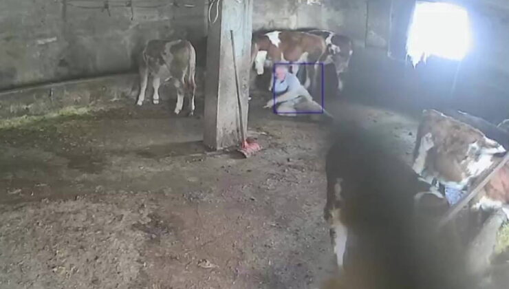 Amasya’da sevmek istediği ineğin tekmesiyle yere düştü: O anlar kamerada