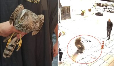 Artvin’de ilginç anlar: Kuşu avlamak için berber dükkanına daldı!